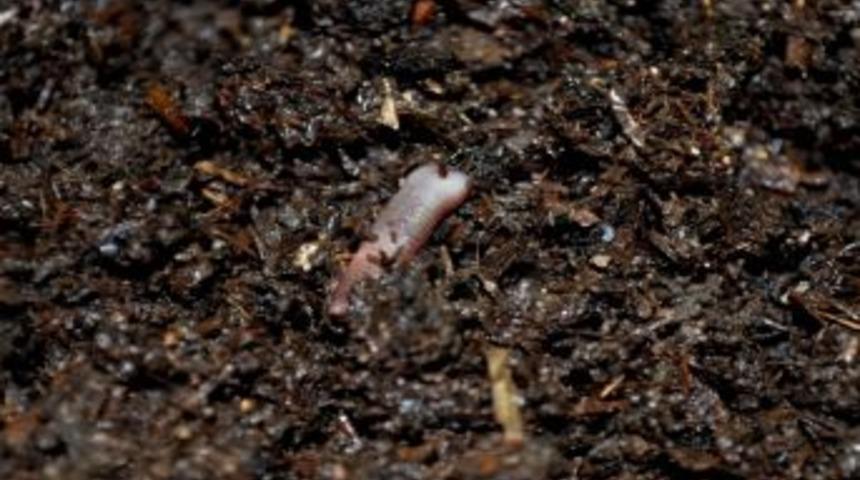 (&ouml;zel Haber) T&uuml;rk Tarımını &lsquo;kırmızı Kaliforniya Solucanları&rsquo; Kurtaracak