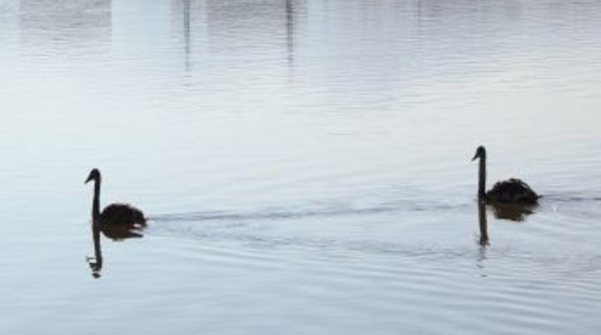 Kuğular Ordu'yu Mesken Tuttu