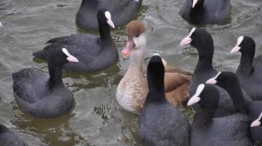 A&ccedil; Kalan Karabatak Kuşlarının İmdadına Minik Aslı Yetişti