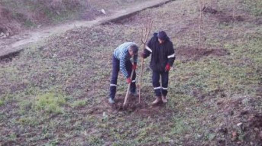 Lapseki Belediyesi'nden Mezarlığa Bakım