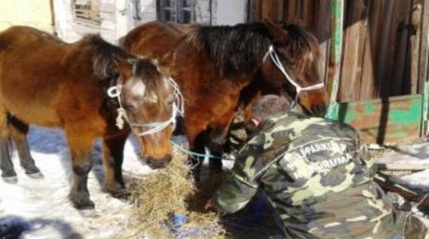 Yılka Atları Kurtarıldı