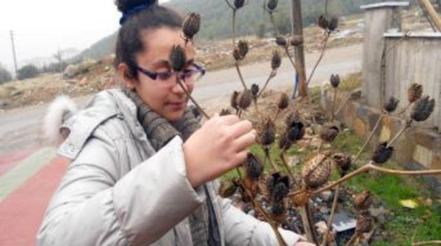 Servergazi &Ouml;ğrencisi, Kokar Ottan Organik B&ouml;cek Ilacı Yaptı