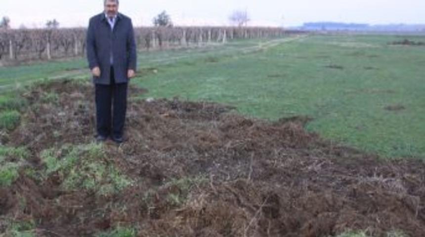 Trakt&ouml;r Pulluğu Değil, Domuzlar Bu Hale Getirdi
