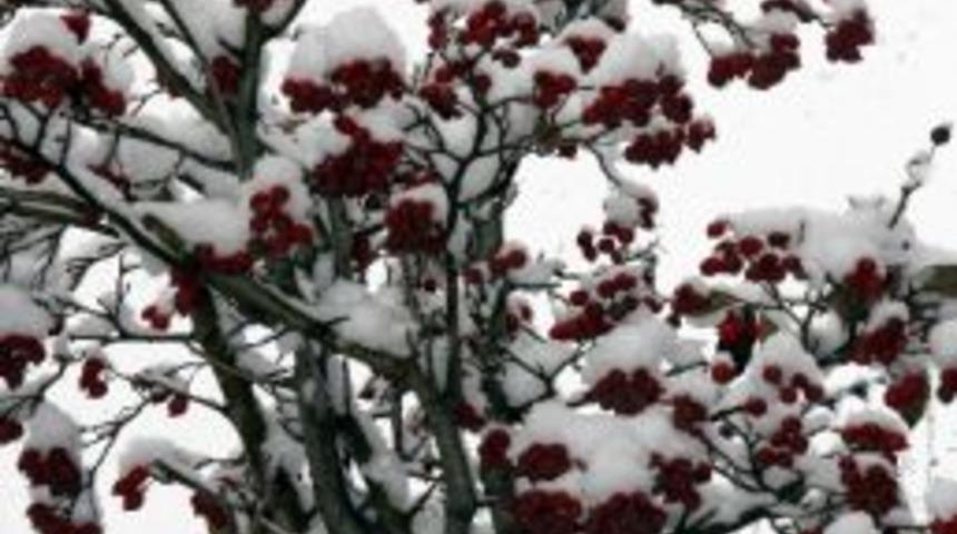 Sivas'ta Kar Yağışı S&uuml;r&uuml;yor