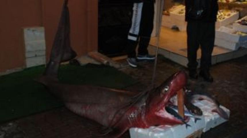 İstanbul Boğazı&rsquo;nda Dev K&ouml;pek Balığı Yakalandı