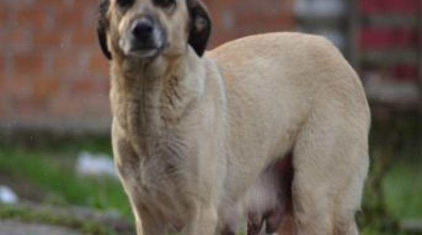 Arifiye&rsquo;de Başıboş K&ouml;pek 3 Kişiyi Isırdı