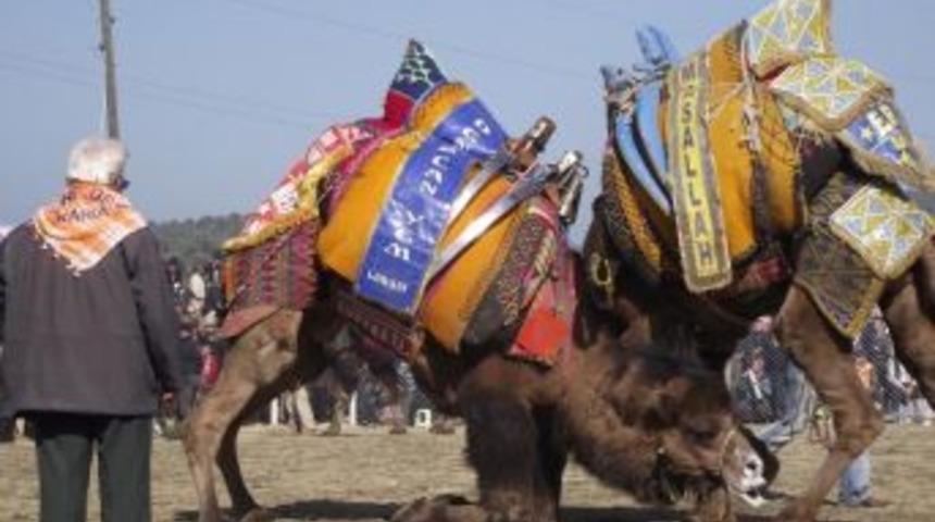 Burhaniye Arenasına 100'&uuml;n &Uuml;zerinde Deve Katılacak.