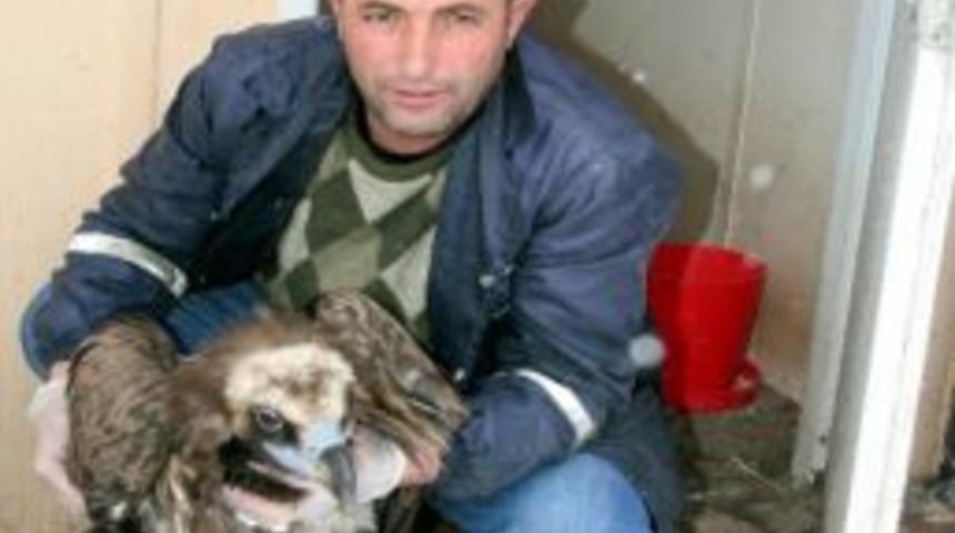 Bitkin Bulunan Akbaba Hayvan Barınağında