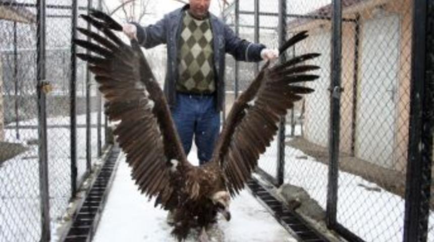 Askerler Tarafından Bulunan Akbaba Tedavi Altına Alındı