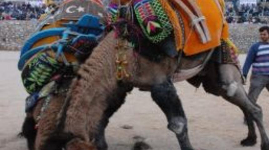 Bodrum Deve G&uuml;reşleri Kıran Kırana Ge&ccedil;ti