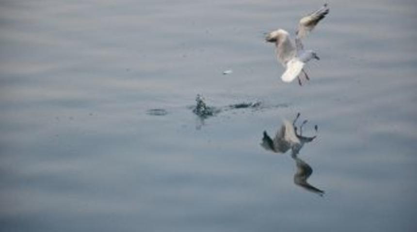 Martının Balık Yakalama Telaşı