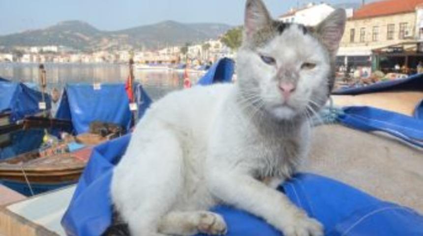 Muzip Kedi Herkesi Hayran Bıraktı