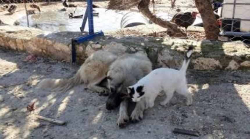Yavru Kediye K&ouml;pek Annelik Yapıyor