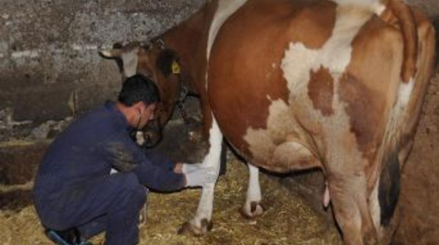 Bir Yılda 827 Hayvana &Uuml;cretsiz Bakım