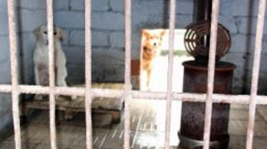 Barınaklarda Hayvanlar Soba Yakılarak Isıtılıyor