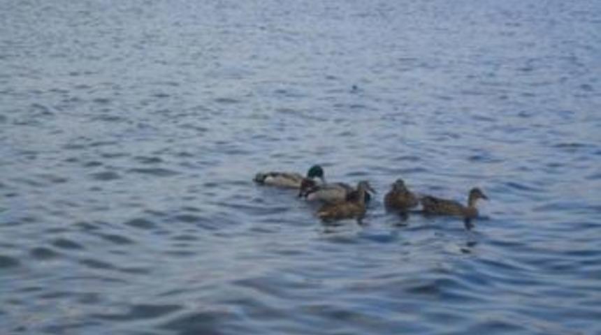 2013 Yılının İlk Cezaları