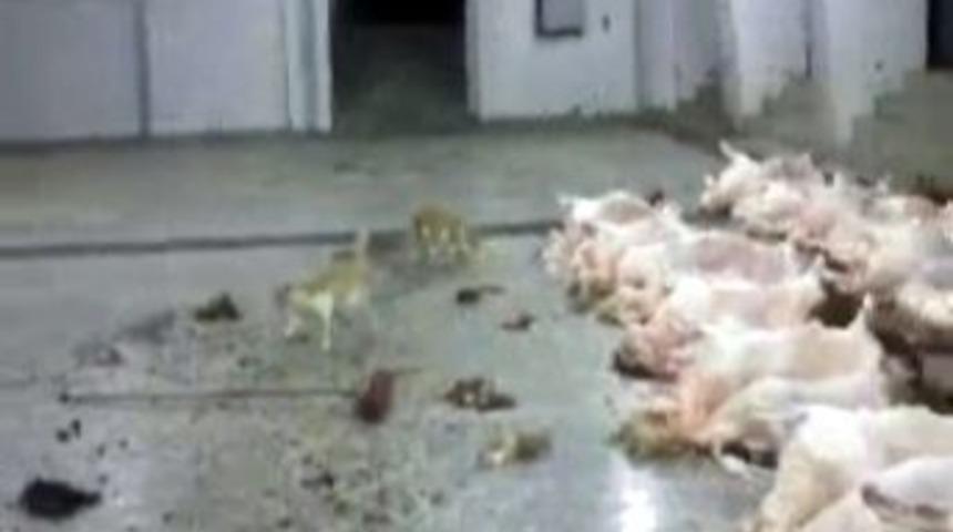 Belediye Mezbahasındaki Etleri Kediler Yiyor