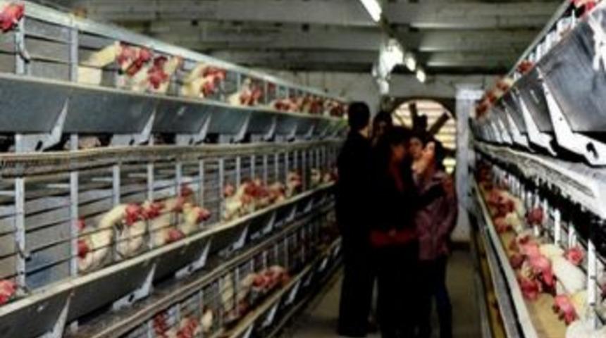 &Uuml;niversiteliler Organik Tavuk&ccedil;uluğu &Ouml;ğrendi