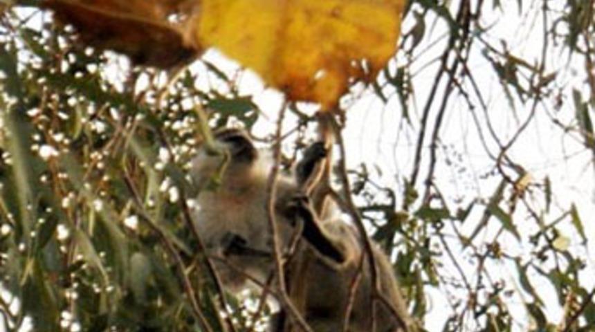 İtfaiyenin maymun operasyonu