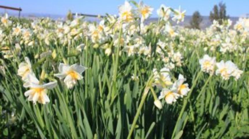 T&uuml;rkiye&rsquo;nin Bir &Ccedil;ok Yeri Kışa Teslim Olurken, Silifke&rsquo;de Nergisler &Ccedil;i&ccedil;ek A&ccedil;tı