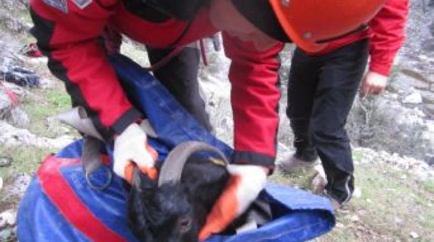 Akut'tan Ke&ccedil;i Kurtarma Operasyonu