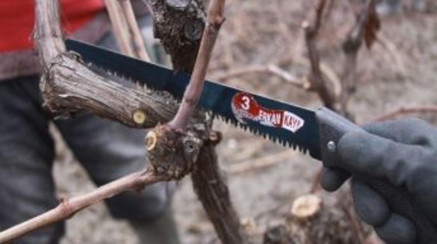 Saruhanlı&rsquo;da Bağ Ekiminde Artış G&ouml;zlendi