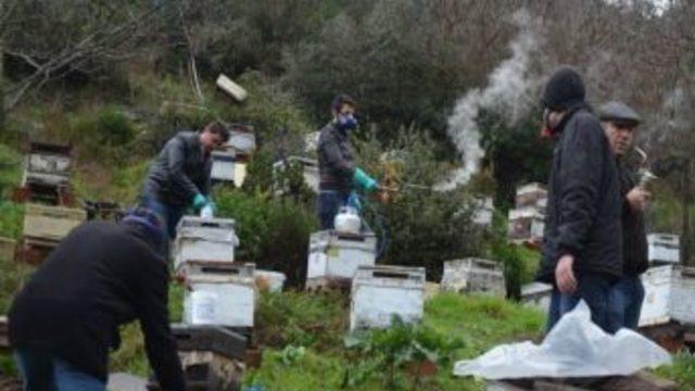 Güney’den Arı Yetiştiricilerine 'varroa Paraziti' Uyarısı