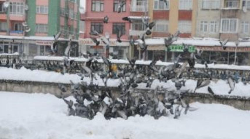Kar Yağışında Kuşlar A&ccedil; Kalmadı