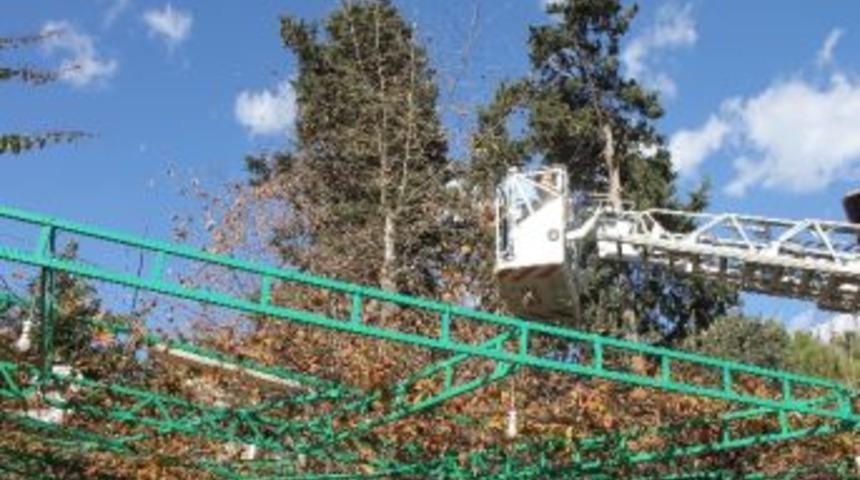 Alanya'da Kedi Kurtarma Operasyonu