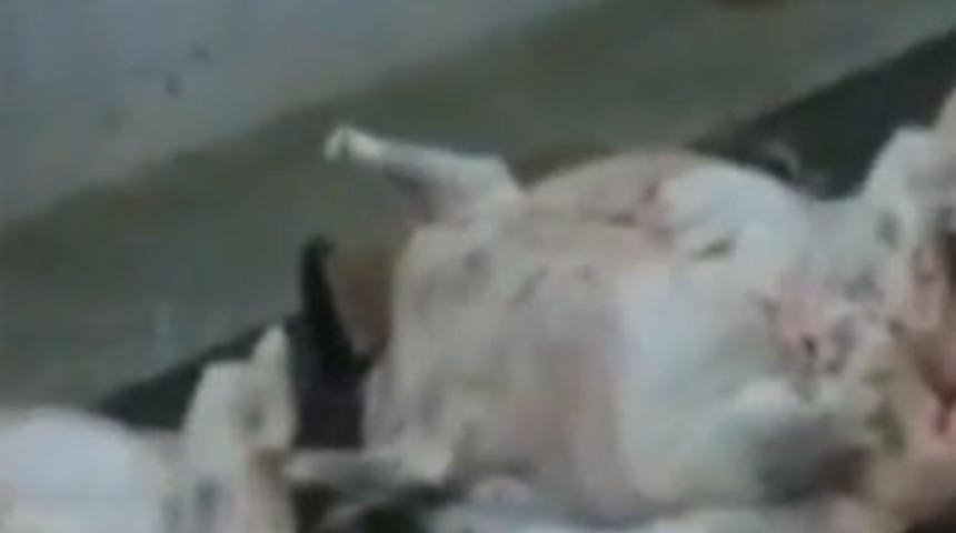 Belediye mezbahasında şok görüntü