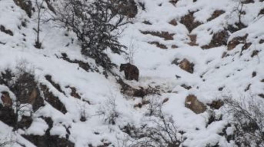 Tunceli&rsquo;de Kış Uykusuna Yatmayan Ayılar Korkutuyor