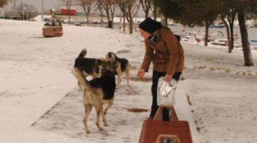 Sokak hayvanlarına yem ve yiyecek verdiler