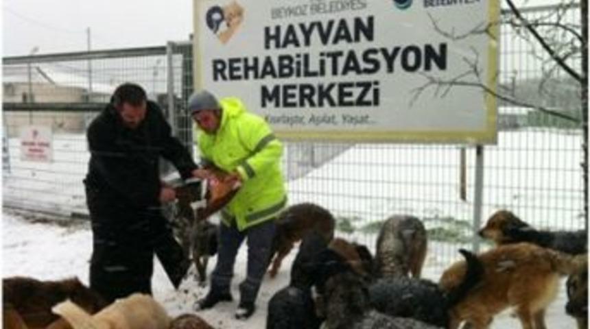 Sahipsiz sokak hayvanlarına yiyecek desteği