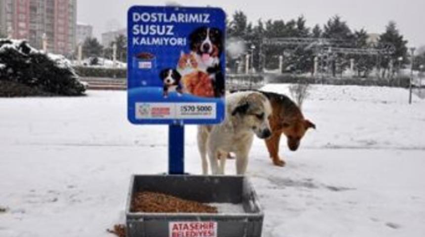Ataşehir sokak hayvanlarına sahip &ccedil;ıktı