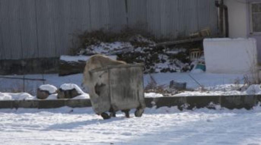 Narman&rsquo;da A&ccedil; Kalan Sokak K&ouml;pekleri &Ccedil;&ouml;p Konteynırlarına Yiyecek Aradı