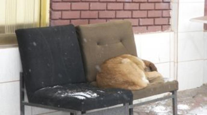 Dondurucu Soğuklar Sokak Hayvanlarını Da Vurdu