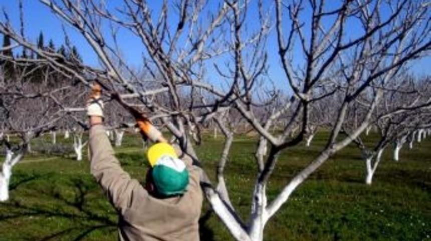 İncir Ağa&ccedil;larında Bakım İ&ccedil;in Dinlenme D&ouml;nemi Tercih Edilmeli