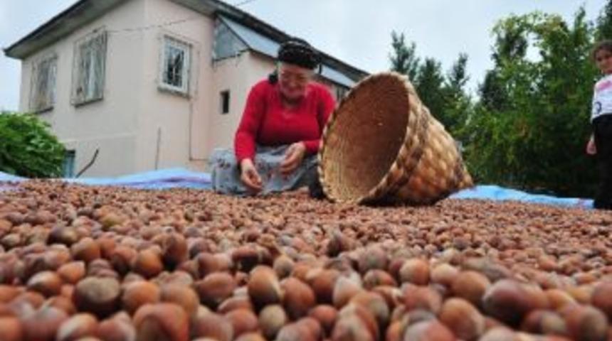 Fındık'da 106 &Uuml;lkeye Tarihi Rekor