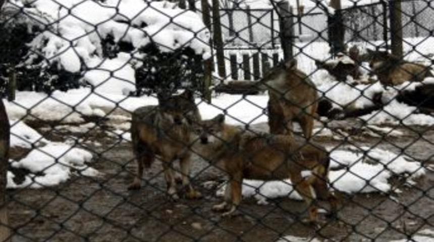 Hayvanat Bah&ccedil;esi Sakinleri, Meyve Kokteyli Ile Enerji Depoluyor