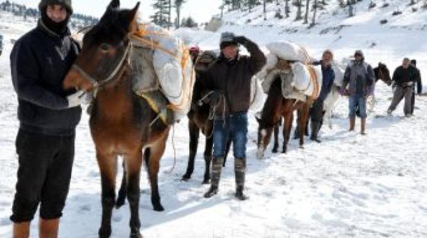 Sedir Tohumları Kara Serpildi