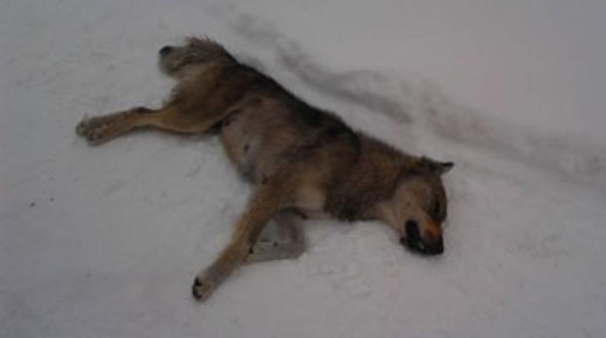 K&ouml;pek katliamına tepki