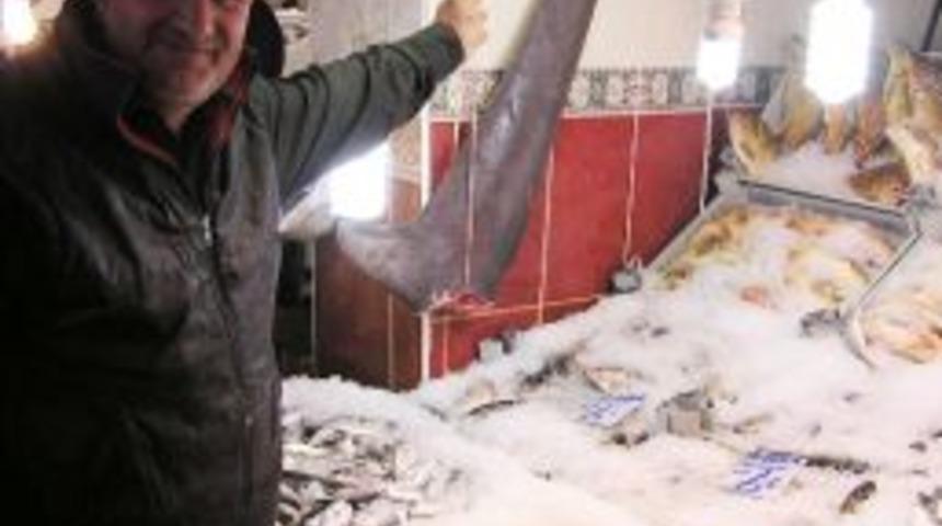 Dev Balıktan Geriye, Kuyruğu Kaldı