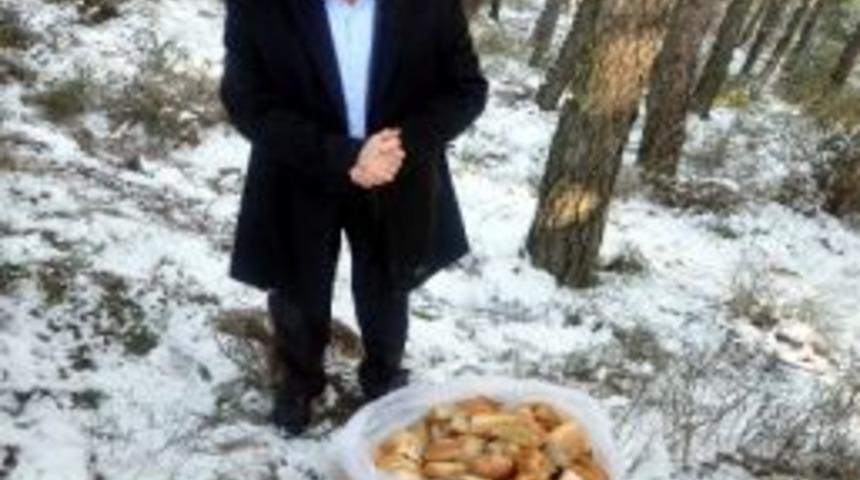 Balıkesir'de Bayat Ekmekler Yaban Hayvanlarına