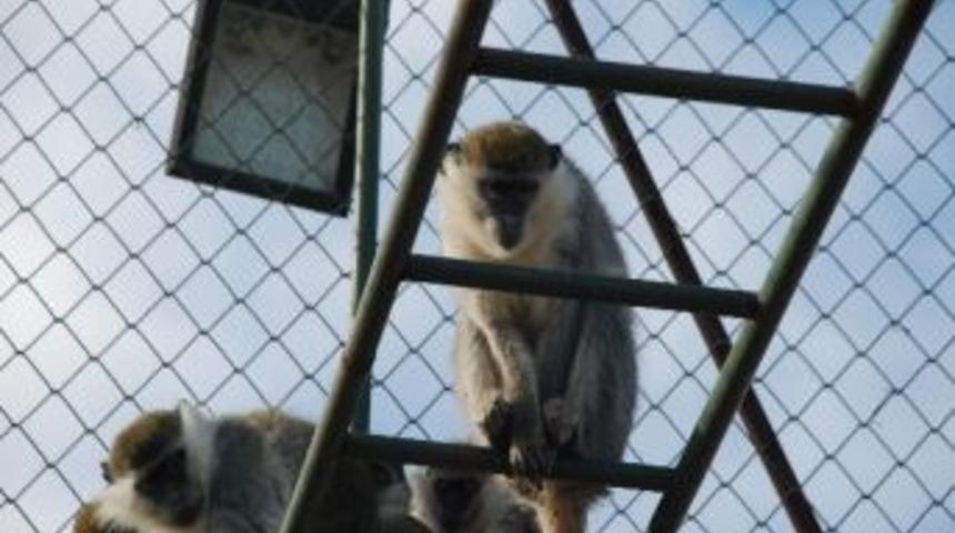 Karatay Hayvanat Bah&ccedil;esine Yeni Hayvanlar Katılıyor