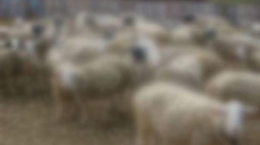 Ağıl &ccedil;&ouml;kt&uuml;: 120 hayvan telef oldu