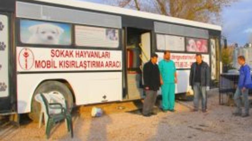 Osmancık'ta sokak hayvanlarına rehabilitasyon &ccedil;alışmaları