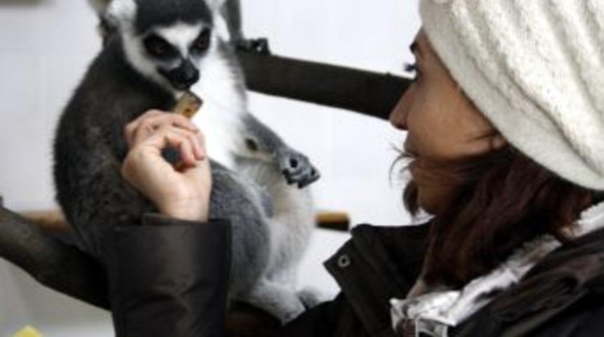 Halka Kuyruklu Lemurlara &Ouml;zel Meyve Kokteyli