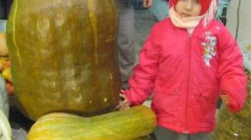 Ordu'nun Dev Bal Kabağı G&ouml;renleri Şaşırtıyor