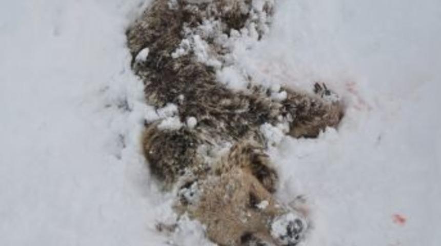 Tunceli'de 3 Ayı &Ouml;ld&uuml;r&uuml;lm&uuml;ş Halde Bulundu