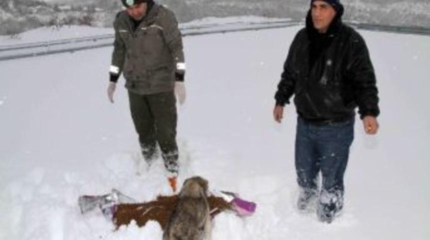 Sokak Hayvanları Soğukta A&ccedil; Kalmayacak